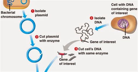 cloning results in two organisms that are|Chapter 4 Test .